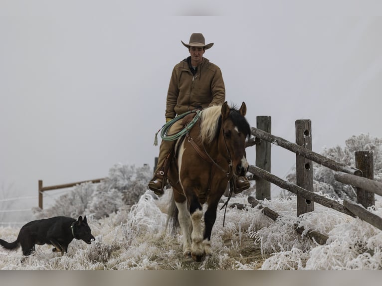 caballo de tiro Mestizo Caballo castrado 13 años Pío in Caldwell