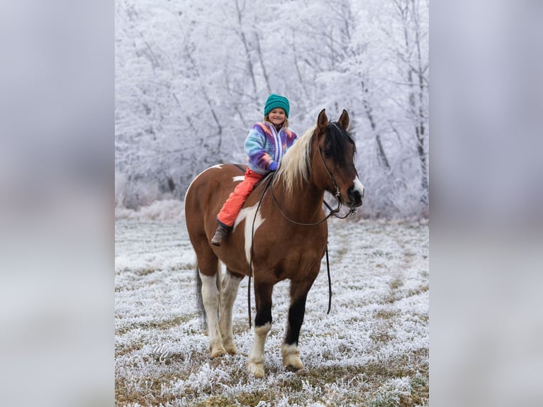 caballo de tiro Mestizo Caballo castrado 13 años Pío in Caldwell