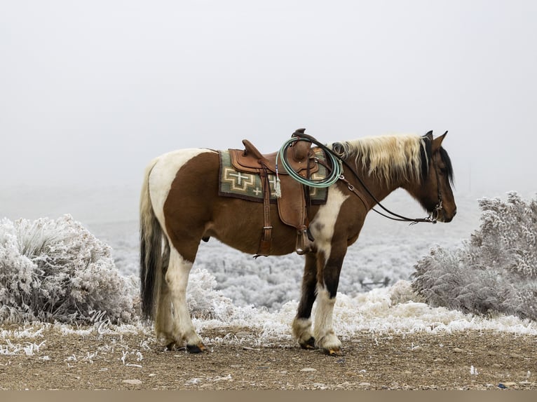 caballo de tiro Mestizo Caballo castrado 13 años Pío in Caldwell