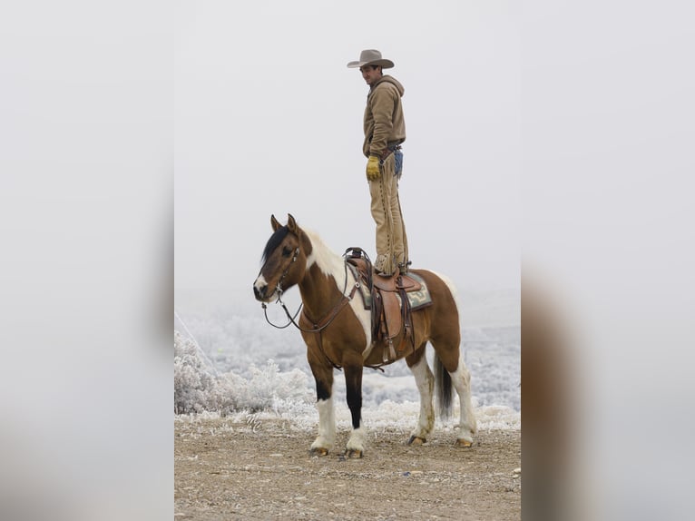 caballo de tiro Mestizo Caballo castrado 13 años Pío in Caldwell