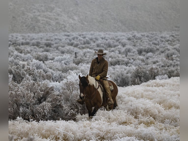 caballo de tiro Mestizo Caballo castrado 13 años Pío in Caldwell