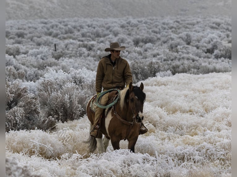 caballo de tiro Mestizo Caballo castrado 13 años Pío in Caldwell