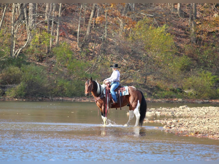 caballo de tiro Mestizo Caballo castrado 13 años Pío in Clarion