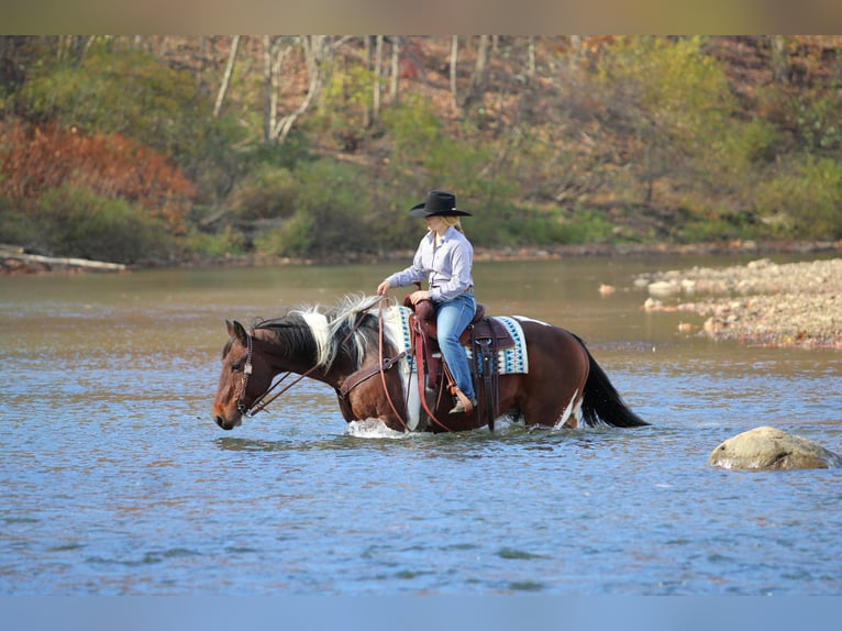 caballo de tiro Mestizo Caballo castrado 13 años Pío in Clarion