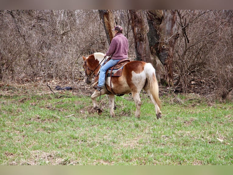 caballo de tiro Caballo castrado 14 años 147 cm Tobiano-todas las-capas in HIghland MI