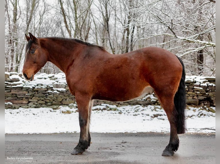 caballo de tiro Caballo castrado 14 años 155 cm Castaño rojizo in Everette PA