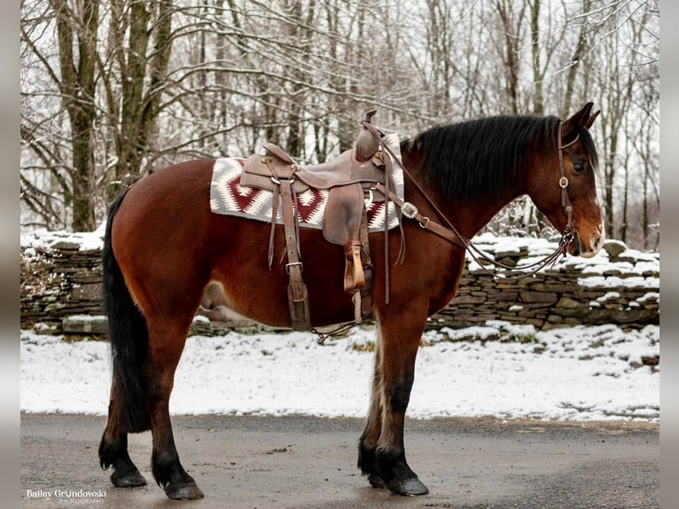 caballo de tiro Caballo castrado 14 años 155 cm Castaño rojizo in Everette PA