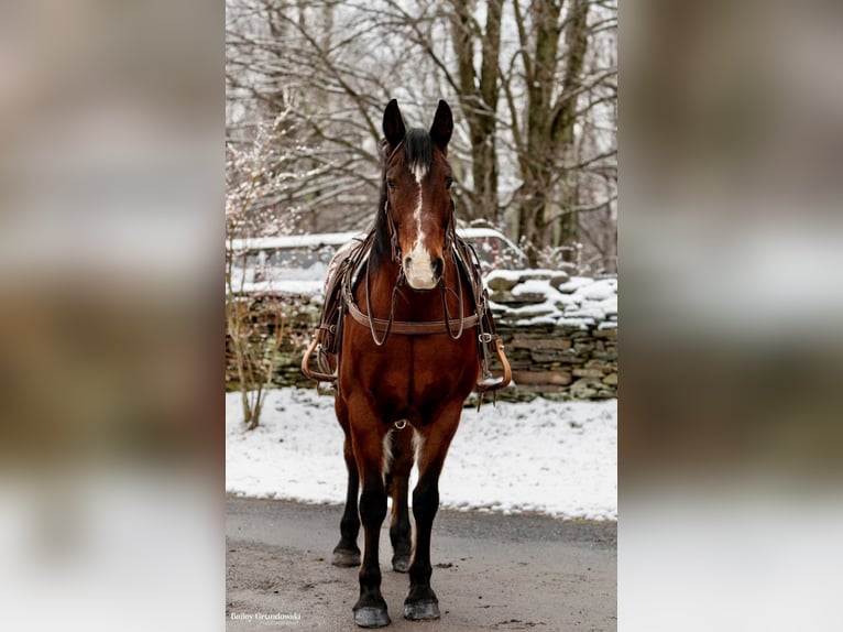 caballo de tiro Caballo castrado 14 años 155 cm Castaño rojizo in Everette PA