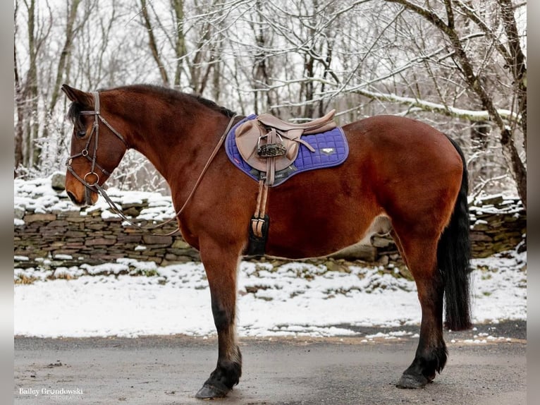 caballo de tiro Caballo castrado 14 años 155 cm Castaño rojizo in Everette PA