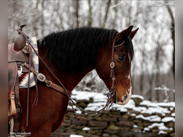 caballo de tiro Caballo castrado 14 años 155 cm Castaño rojizo in Everette PA