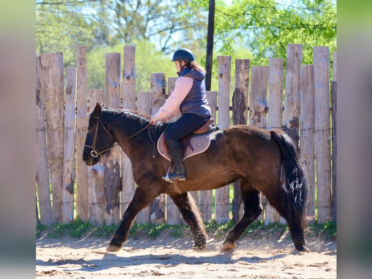 caballo de tiro Mestizo Caballo castrado 14 años 160 cm Negro in Athens