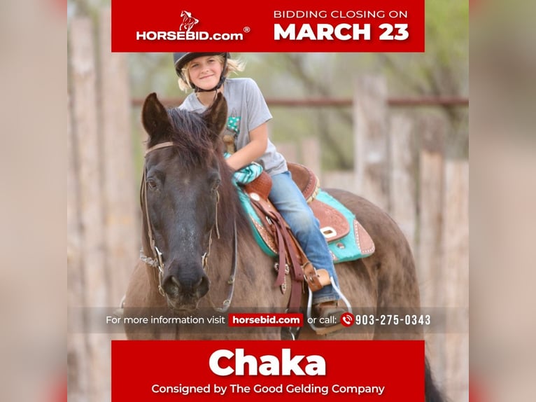 caballo de tiro Mestizo Caballo castrado 14 años 160 cm Negro in Athens