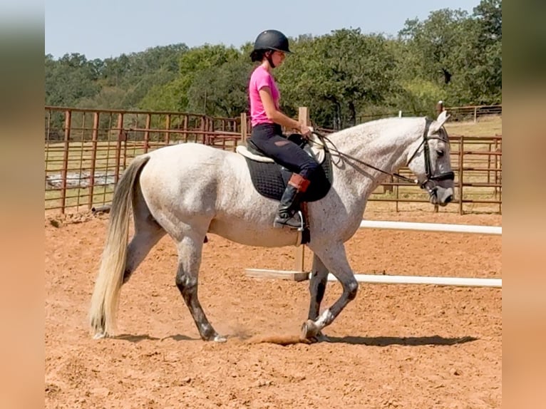 caballo de tiro Mestizo Caballo castrado 14 años 160 cm Tordo in Weatherford