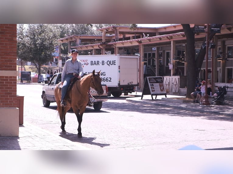 caballo de tiro Mestizo Caballo castrado 14 años 163 cm Bayo in Dublin