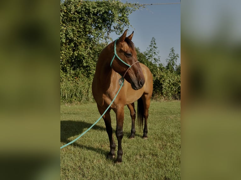 caballo de tiro Mestizo Caballo castrado 14 años 163 cm Bayo in Dublin