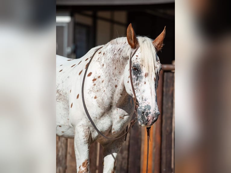 caballo de tiro Mestizo Caballo castrado 14 años 163 cm in Murrieta, CA