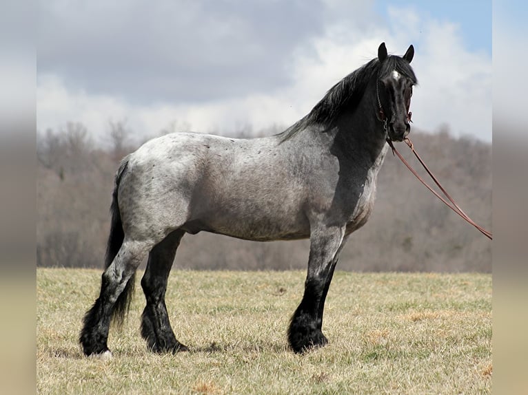 caballo de tiro Caballo castrado 14 años 165 cm Ruano azulado in Brodhead ky