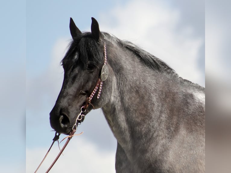 caballo de tiro Caballo castrado 14 años 165 cm Ruano azulado in Brodhead ky