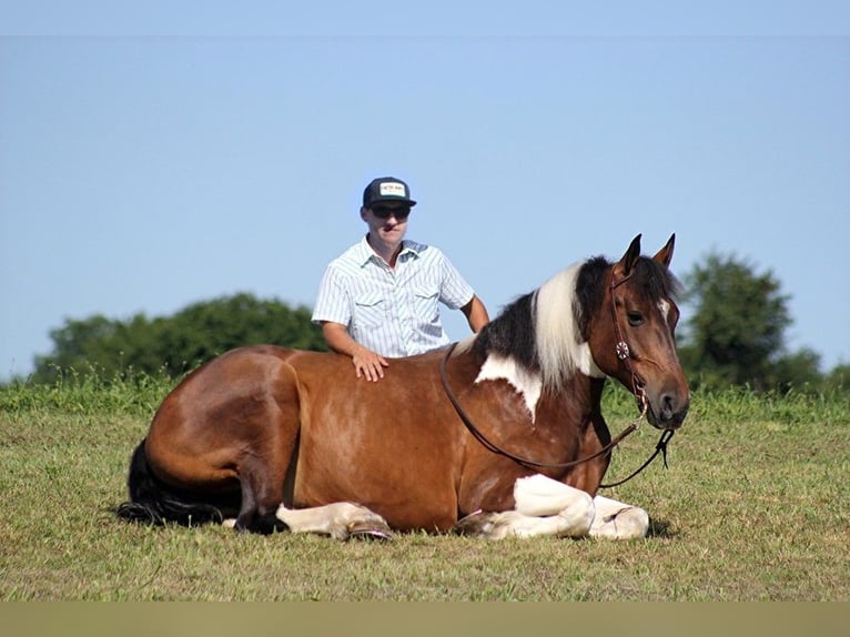 caballo de tiro Caballo castrado 14 años 165 cm Tobiano-todas las-capas in Whitley city KY