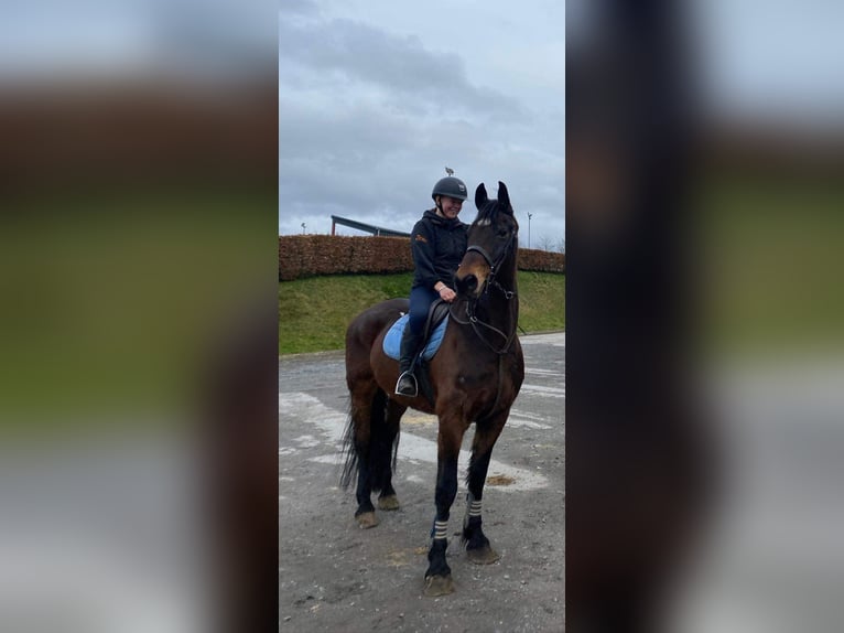 caballo de tiro Caballo castrado 14 años 167 cm Castaño oscuro in Sligo