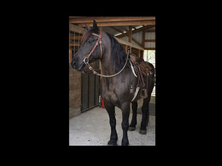 caballo de tiro Caballo castrado 14 años 168 cm Negro in Land O Lakes
