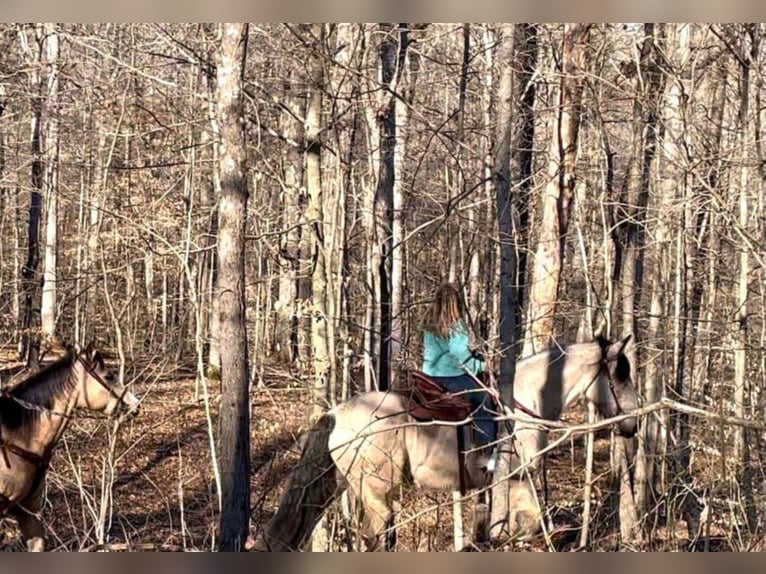 caballo de tiro Caballo castrado 14 años Buckskin/Bayo in Borden IN