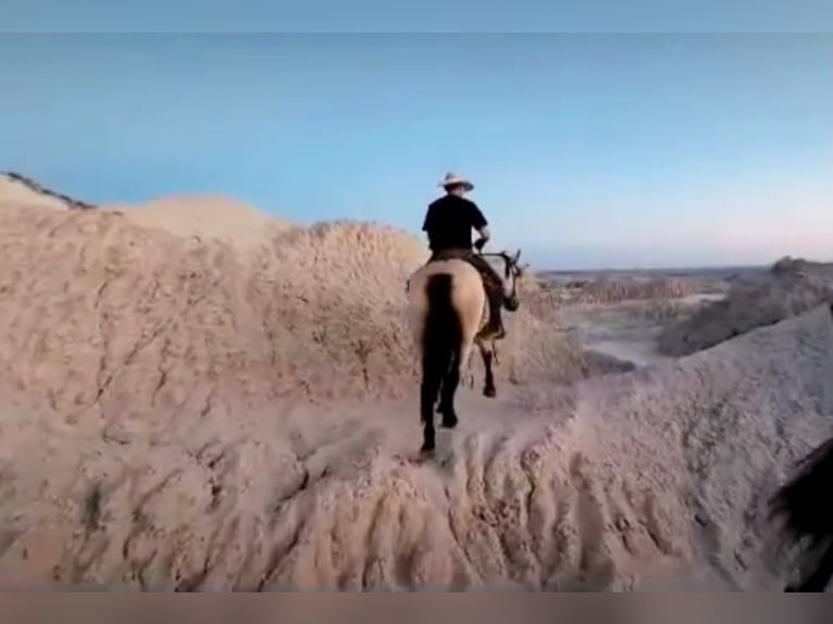 caballo de tiro Caballo castrado 14 años Buckskin/Bayo in Borden IN