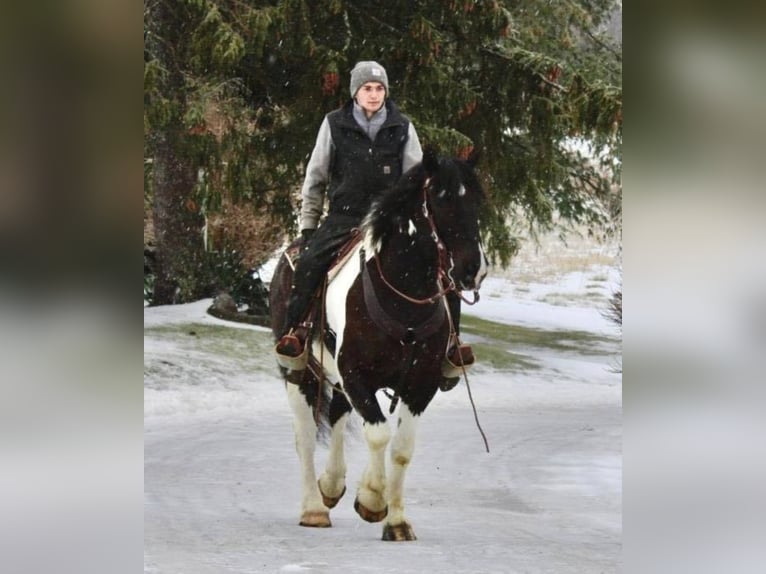 caballo de tiro Caballo castrado 14 años Tobiano-todas las-capas in Highland, MI