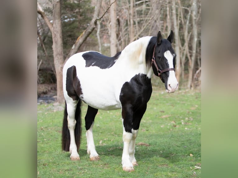 caballo de tiro Caballo castrado 15 años 152 cm Tobiano-todas las-capas in Everett PA