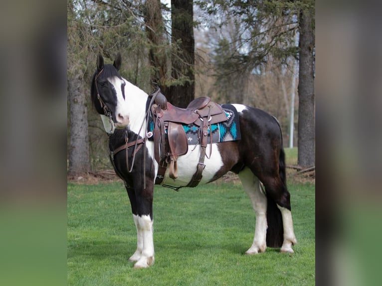 caballo de tiro Caballo castrado 15 años 152 cm Tobiano-todas las-capas in Everett PA