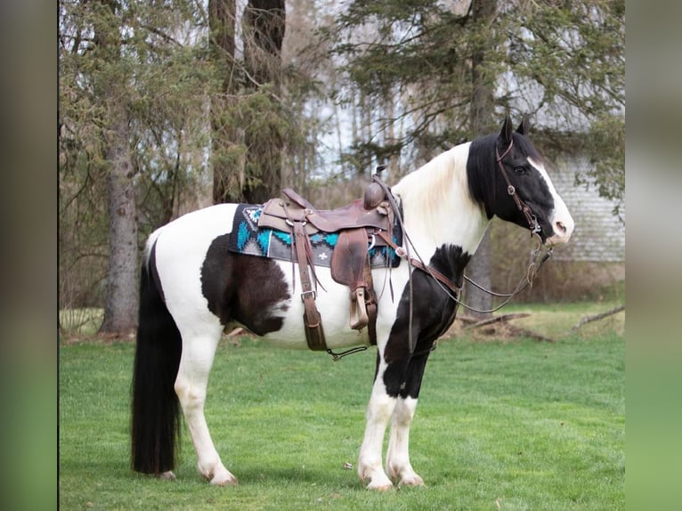 caballo de tiro Caballo castrado 15 años 152 cm Tobiano-todas las-capas in Everett PA