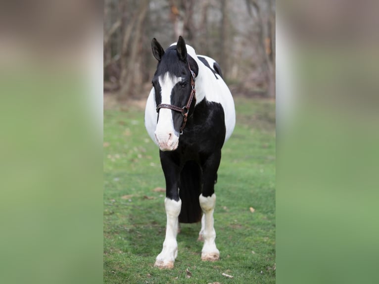 caballo de tiro Caballo castrado 15 años 152 cm Tobiano-todas las-capas in Everett PA