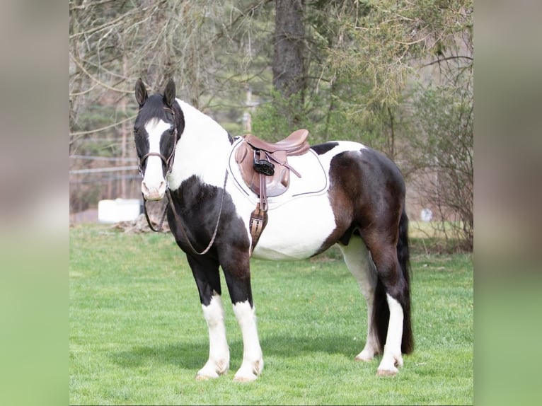 caballo de tiro Caballo castrado 15 años 152 cm Tobiano-todas las-capas in Everett PA