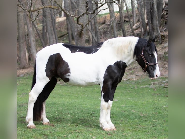 caballo de tiro Caballo castrado 15 años 152 cm Tobiano-todas las-capas in Everett PA