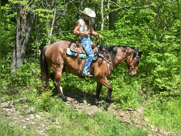 caballo de tiro Caballo castrado 15 años 155 cm Castaño-ruano in Hillsboro Ky