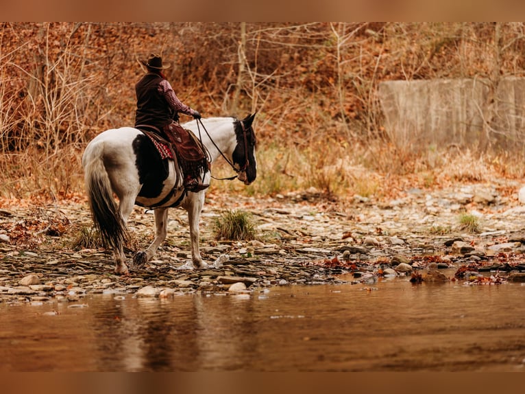 caballo de tiro Mestizo Caballo castrado 15 años 163 cm in Andover, OH