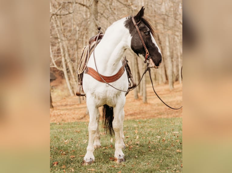 caballo de tiro Mestizo Caballo castrado 15 años 163 cm in Andover, OH