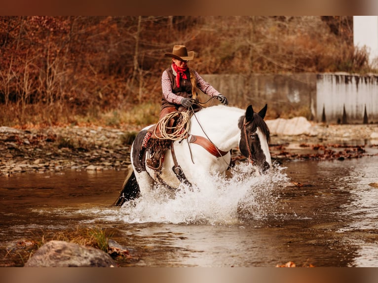 caballo de tiro Mestizo Caballo castrado 15 años 163 cm in Andover, OH