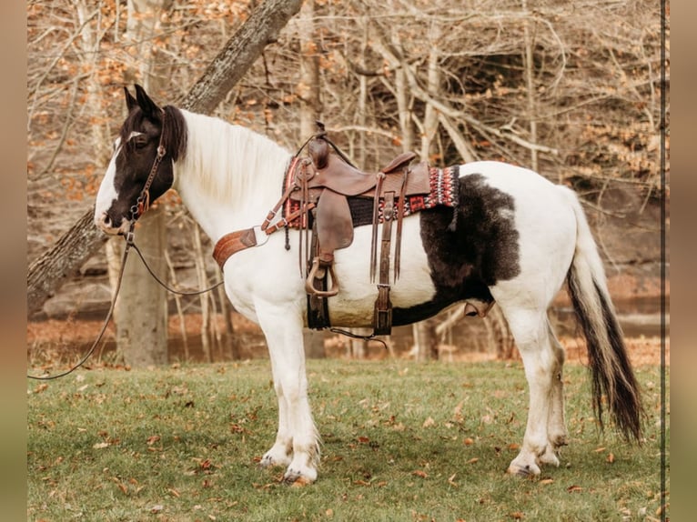 caballo de tiro Mestizo Caballo castrado 15 años 163 cm in Andover, OH