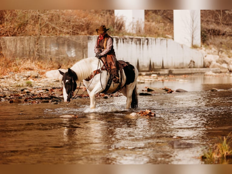 caballo de tiro Mestizo Caballo castrado 15 años 163 cm in Andover, OH