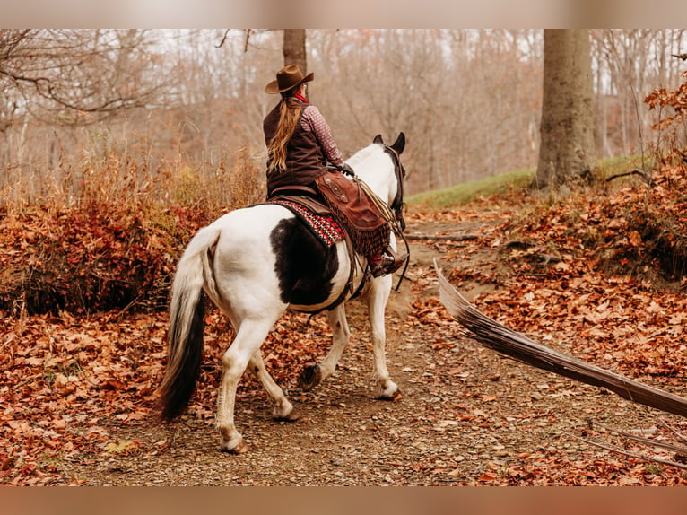 caballo de tiro Mestizo Caballo castrado 15 años 163 cm in Andover, OH