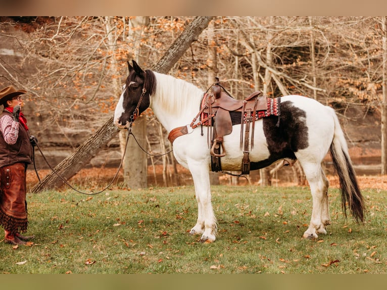 caballo de tiro Mestizo Caballo castrado 15 años 163 cm in Andover, OH