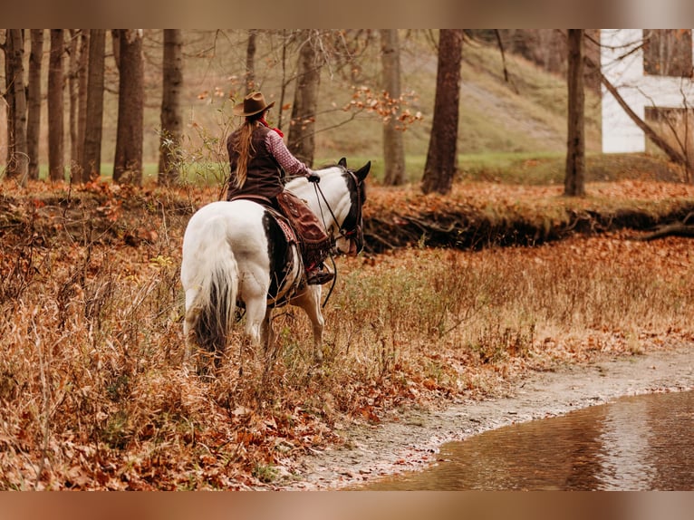 caballo de tiro Mestizo Caballo castrado 15 años 163 cm in Andover, OH