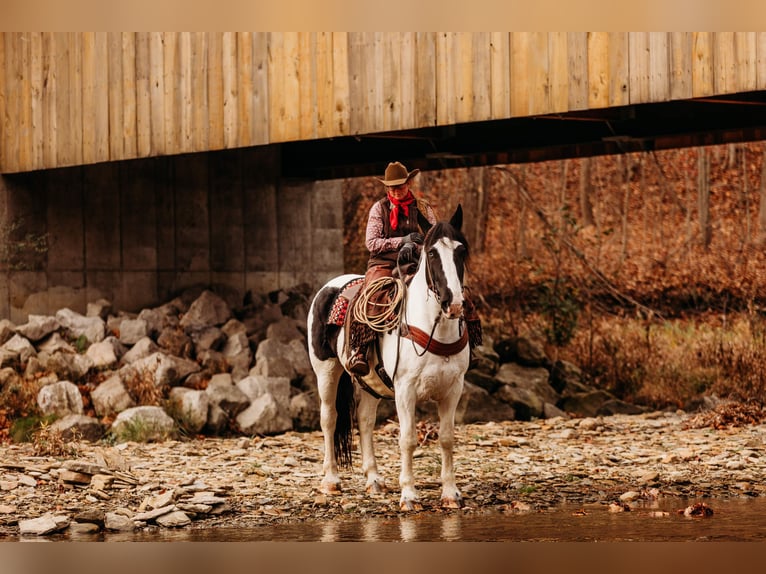 caballo de tiro Mestizo Caballo castrado 15 años 163 cm in Andover, OH