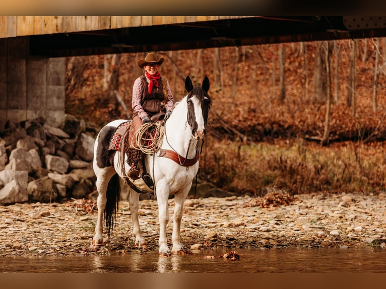 caballo de tiro Mestizo Caballo castrado 15 años 163 cm in Andover, OH