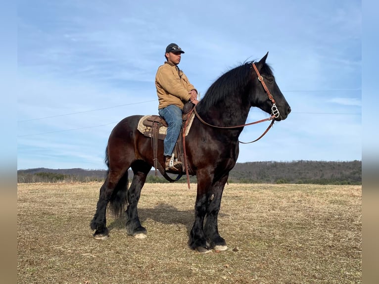 caballo de tiro Caballo castrado 15 años 173 cm Negro in Everett PA