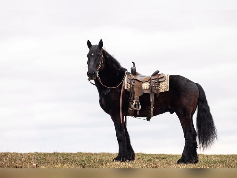 caballo de tiro Caballo castrado 15 años 173 cm Negro in Everett PA