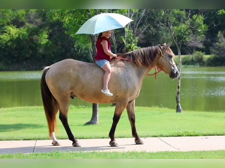 caballo de tiro Mestizo Caballo castrado 15 años Buckskin/Bayo in Terrell
