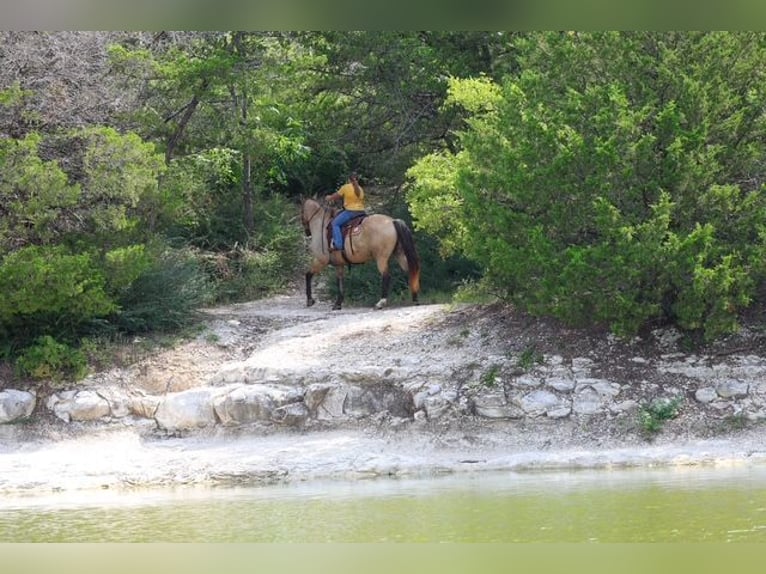 caballo de tiro Mestizo Caballo castrado 15 años Buckskin/Bayo in Terrell