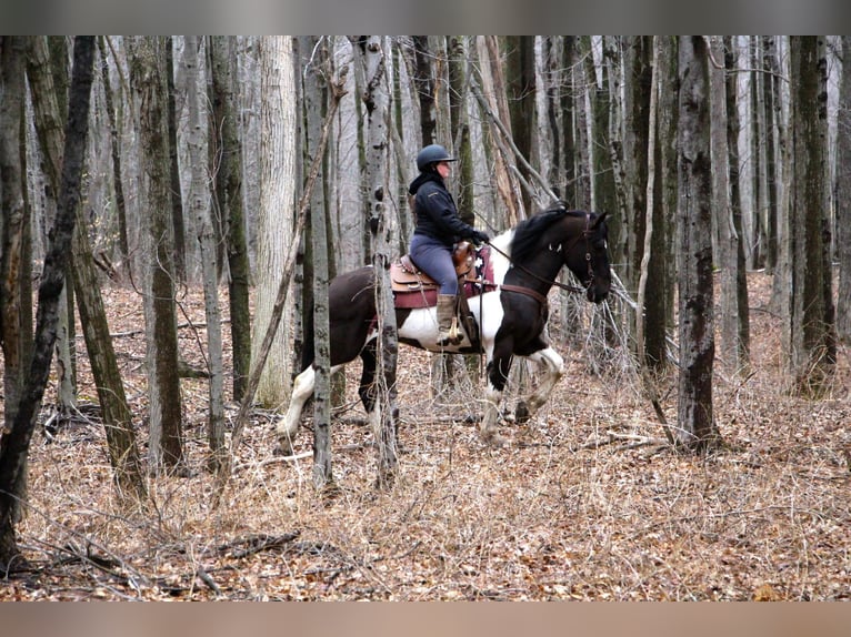 caballo de tiro Caballo castrado 15 años Negro in Highland, MI